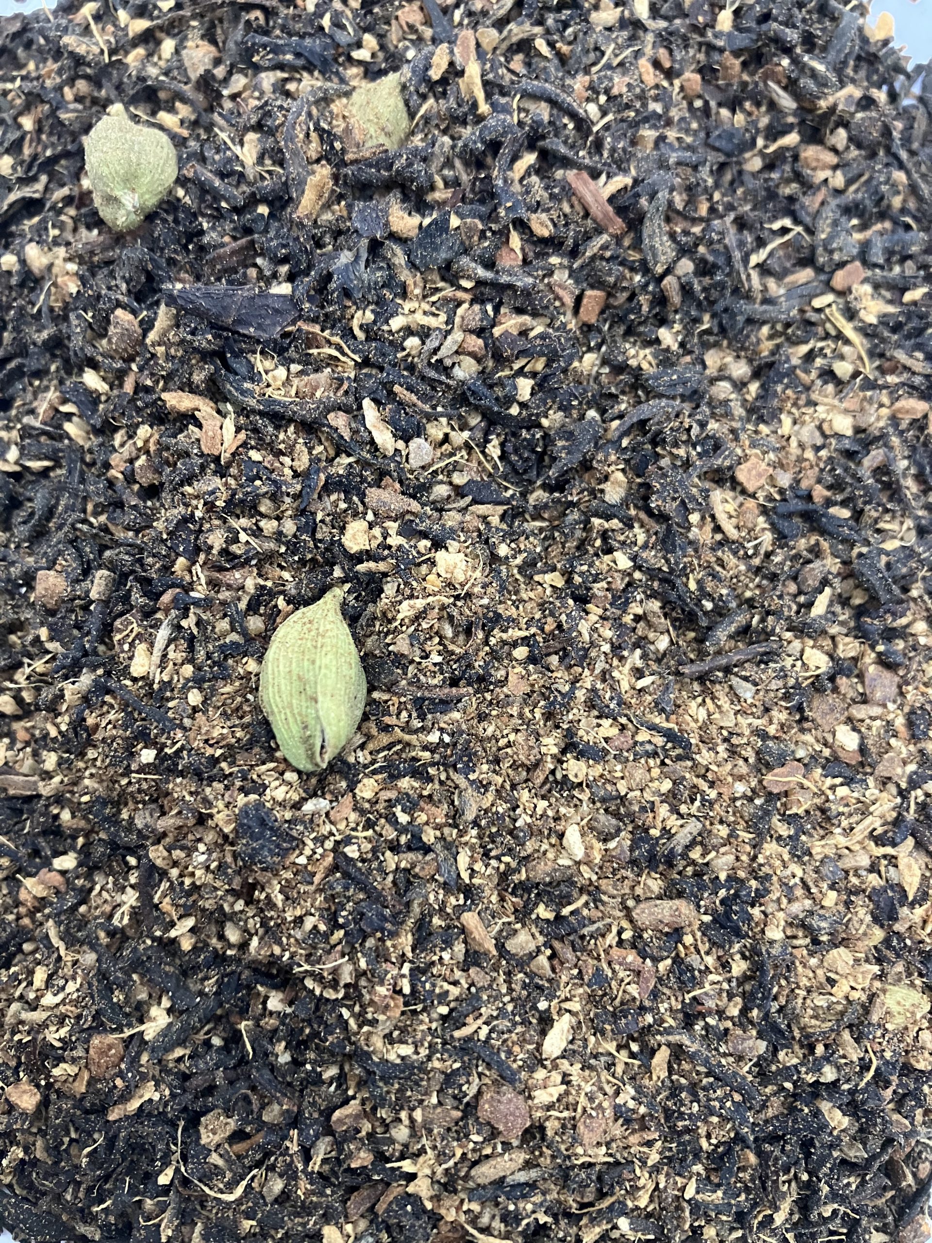 Spicy Chai